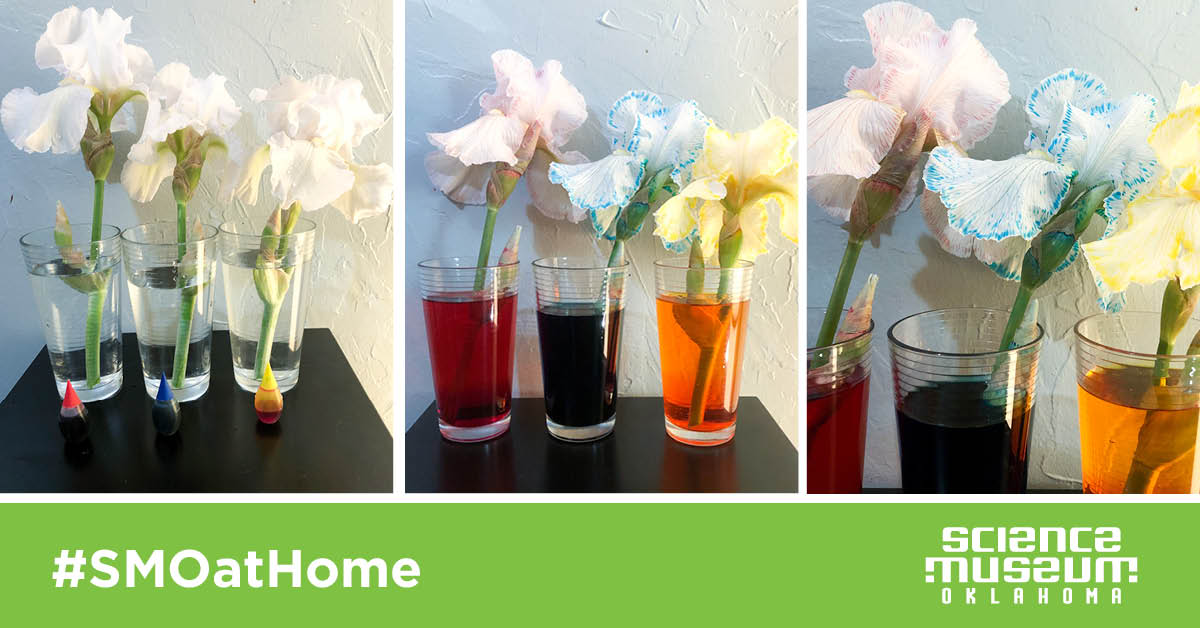 Try This: Colorful Transpiration